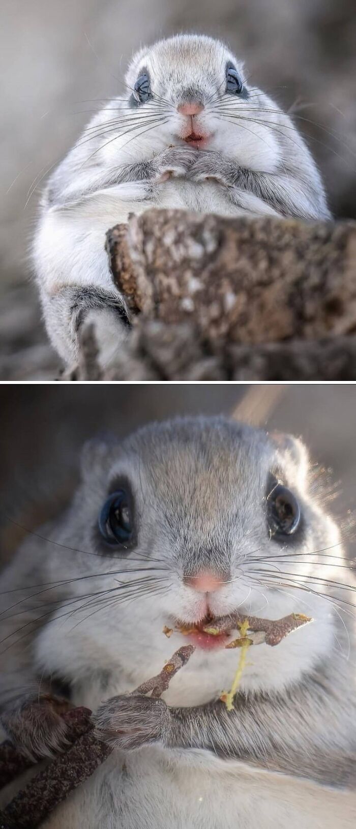 Meet The Siberian Flying Squirrel: Cute Glider Extraordinaire