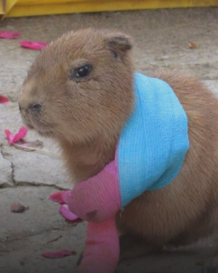 Baby Capybara Rocking Tiny Casts After Ouchie Injury