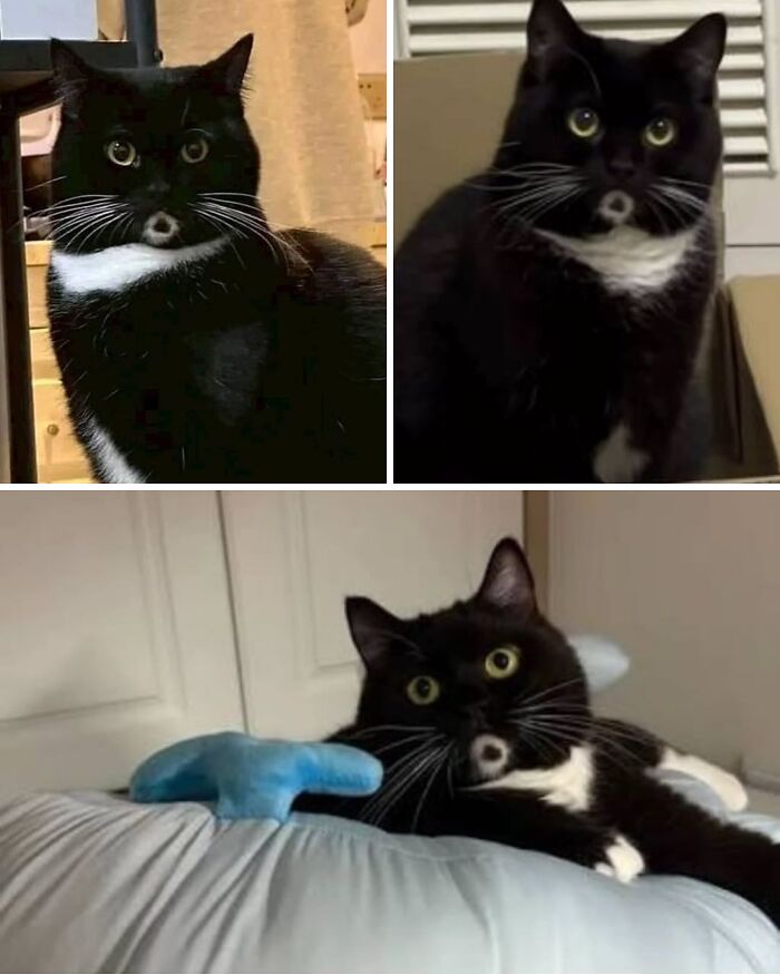 This Cat Permanently Looks Shocked And We’re Here For It
