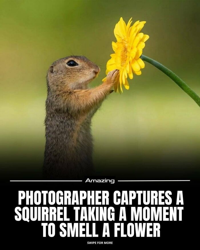 Squirrel Stops To Smell The Flower. Photographer Captures The Moment