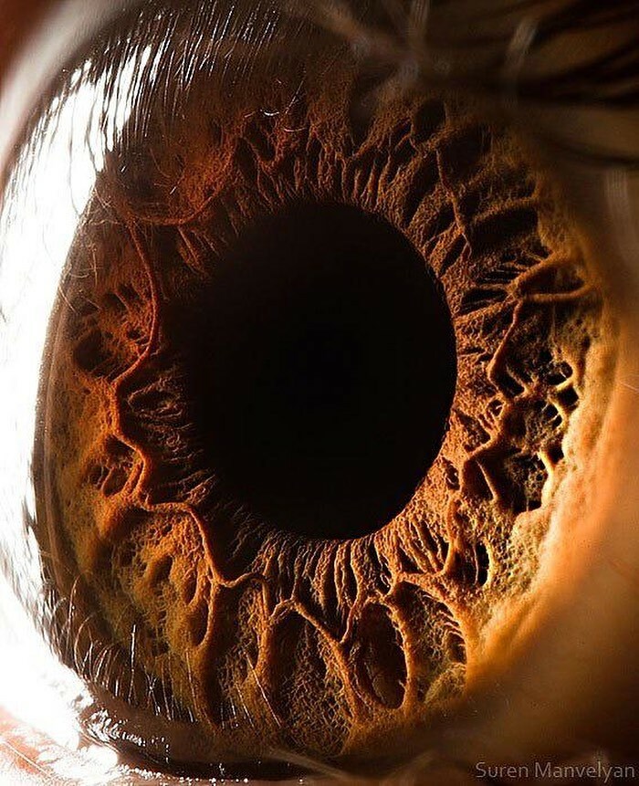 Eye Up Close: Nature’s Crazy Design