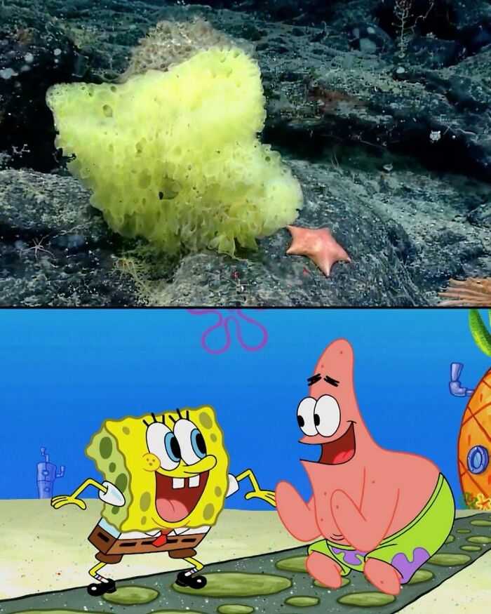 Ocean Expedition Finds Real-Life SpongeBob And Patrick Duo