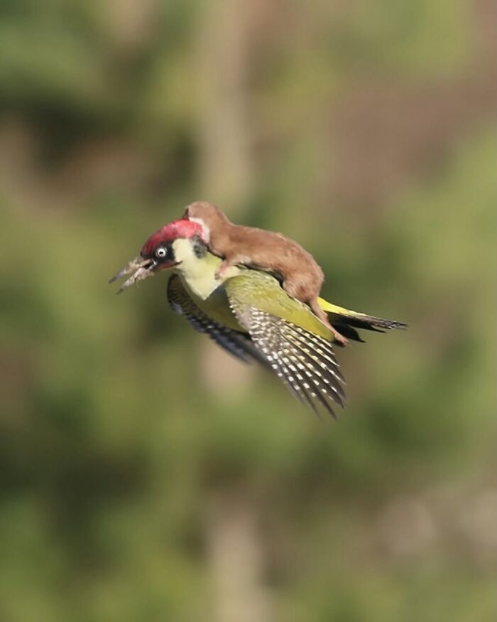 Photographer Captures Weasel Hitching A Ride On Woodpecker