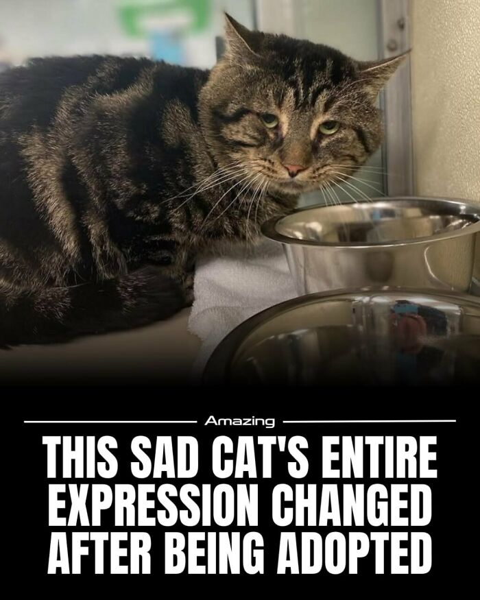 Sad Cat’s Frown Turns Into Forever Smile After Adoption