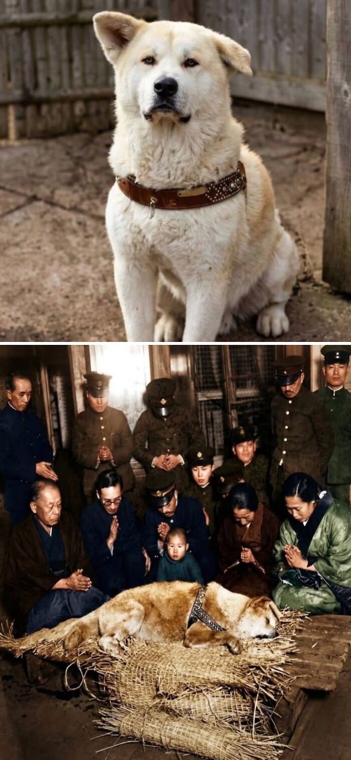 Last Photo Of Hachiko, The Dog Who Waited 9 Years For His Owner
