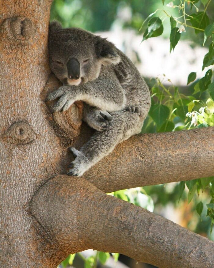 Koalas Sleep 10-20 Hours A Day And Then Repeat. Genius Move