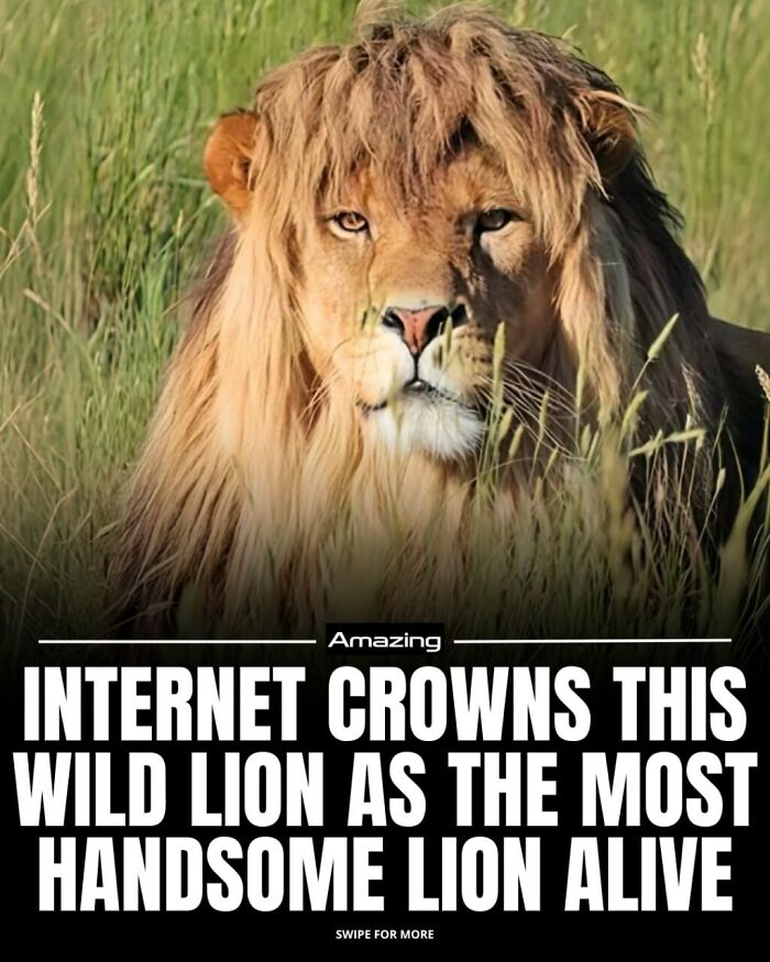 Internet Falls For Wild Lion, Crowns Him Most Handsome