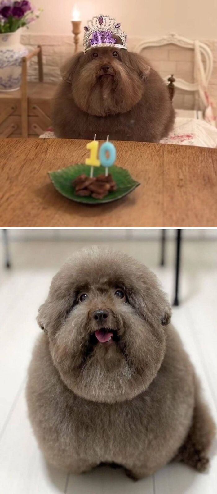 Scoobert The Dog’s 10th Birthday Is Worth Celebrating