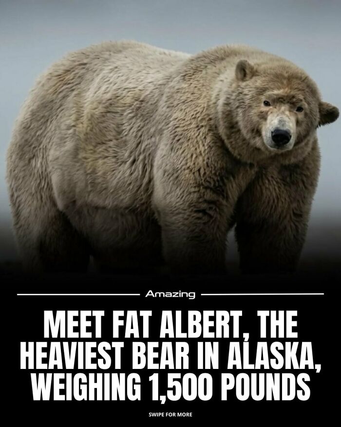 Meet Fat Albert: Alaska’s Biggest Bear At 1,500 Pounds