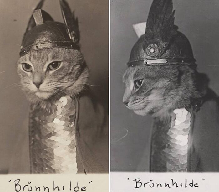 1936 Knight Cat Suit of Armor Rocks The Internet