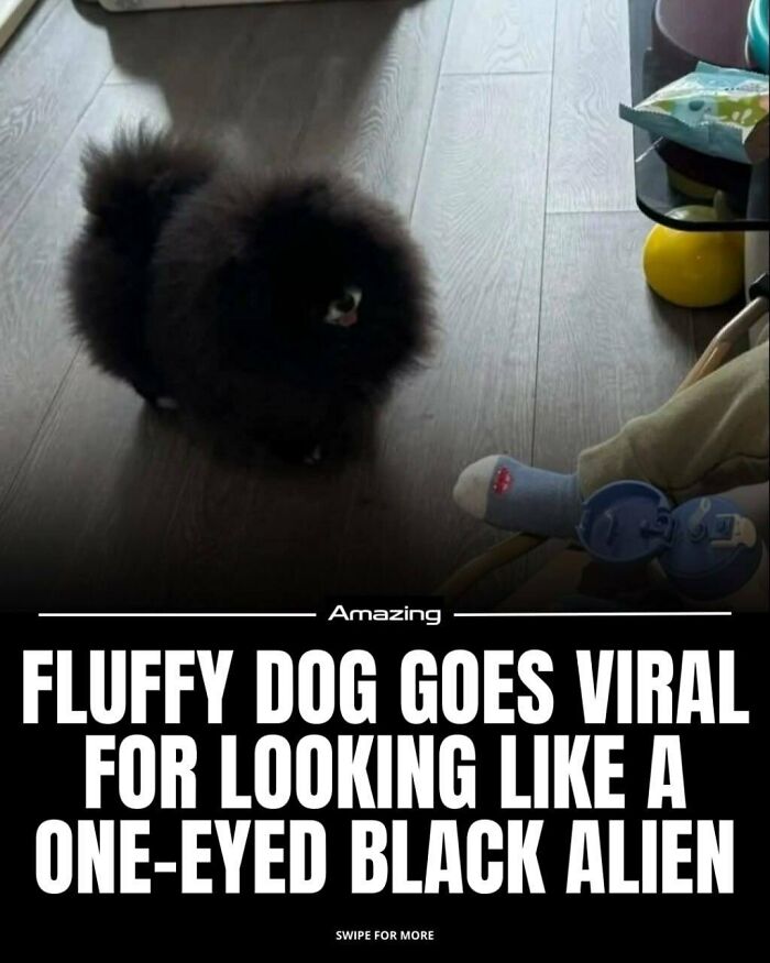 This Fluffy Dog Looks Like A One-Eyed Black Alien