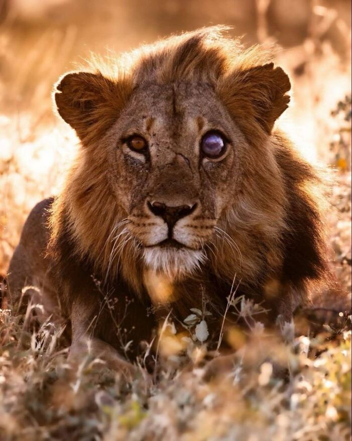 Lion With Battle Scars Tells A Story Only The Wild Can