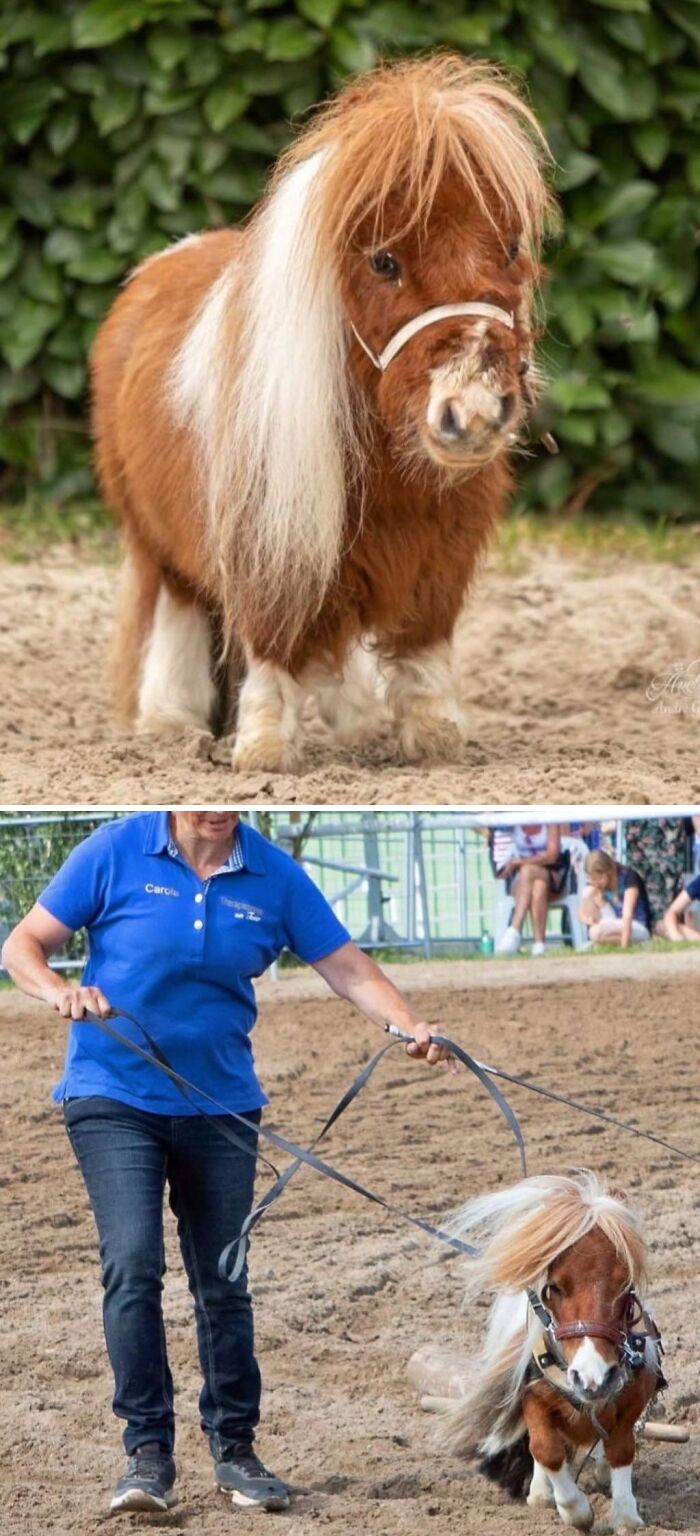 World's Shortest Horse Breaks Guinness Record—and Hearts
