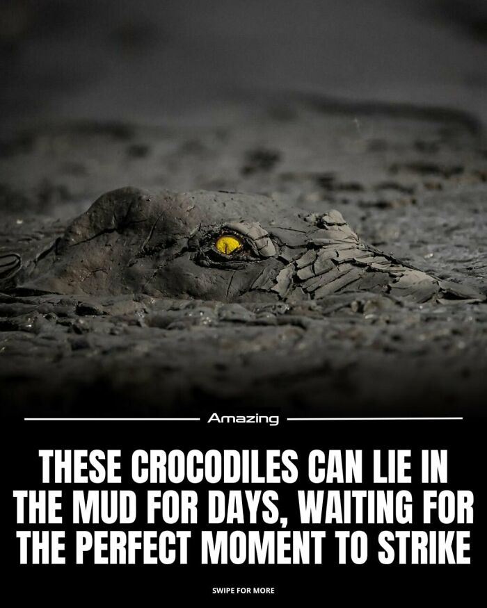 Crocodiles That Can Hide In Mud For Days And Then STRIKE