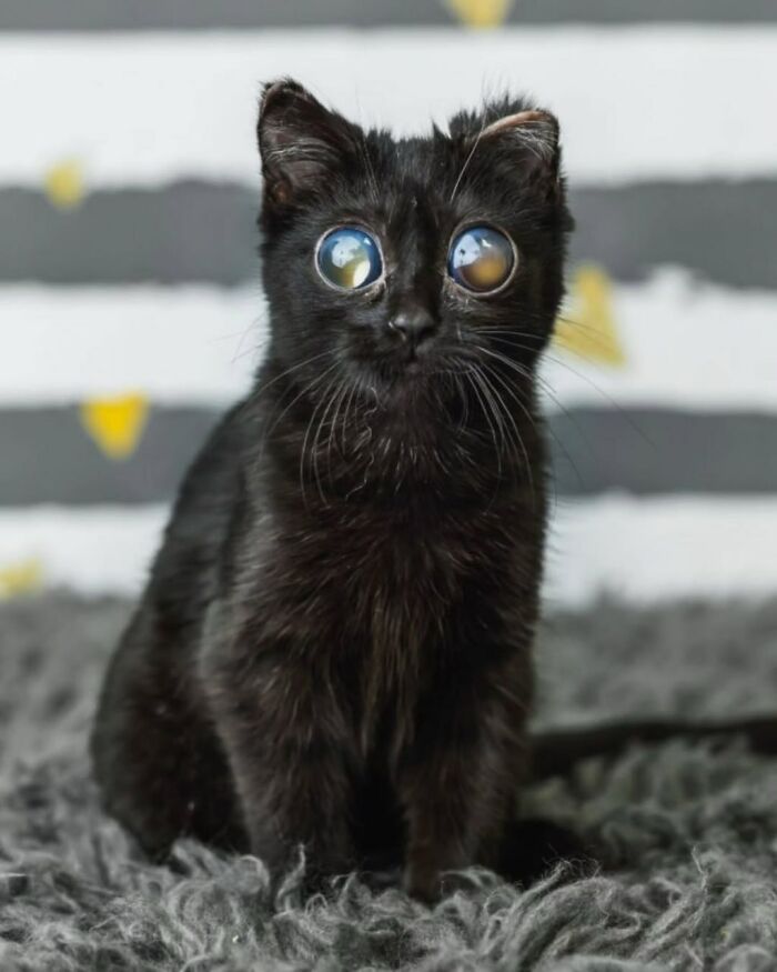 Dorito The Kitten Has Giant Eyes And A Whole Lot Of Fans