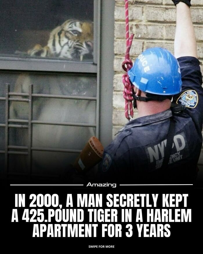 Man Kept 425-Pound Tiger In Harlem Apartment For 3 Years