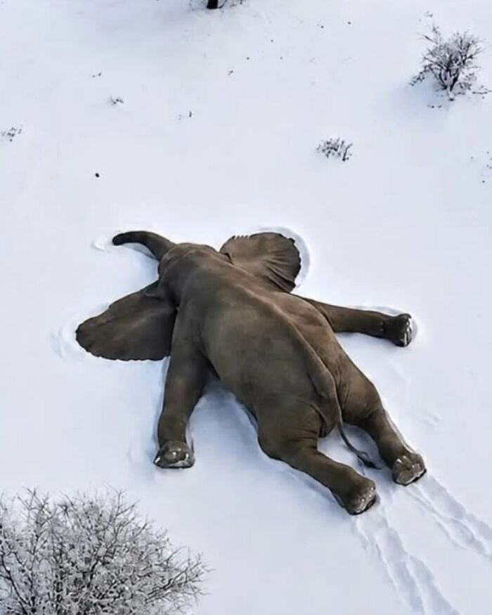 Elephant Enjoys Snow And Melts Hearts Worldwide