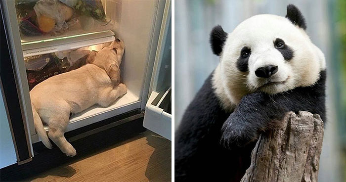 Brace Yourself: 38 Animal Pics That’ll Melt Your Brain (In a Good Way)