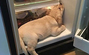 Brace Yourself: 38 Animal Pics That'll Melt Your Brain (In a Good Way)