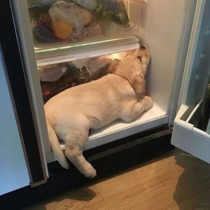 Brace Yourself: 38 Animal Pics That'll Melt Your Brain (In a Good Way)