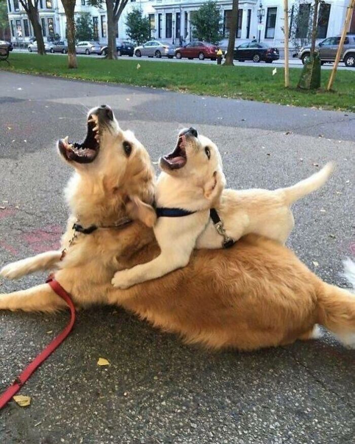 Brace Yourself: 38 Animal Pics That'll Melt Your Brain (In a Good Way)