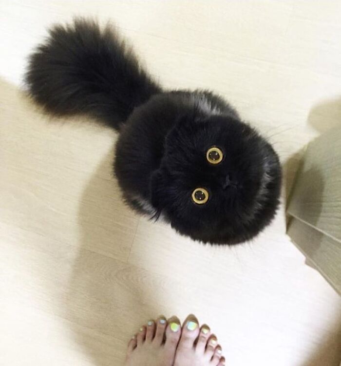 Brace Yourself: 38 Animal Pics That'll Melt Your Brain (In a Good Way)