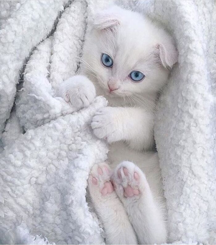 Brace Yourself: 38 Animal Pics That'll Melt Your Brain (In a Good Way)