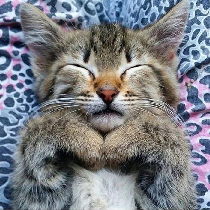 Brace Yourself: 38 Animal Pics That'll Melt Your Brain (In a Good Way)