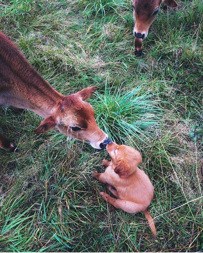 Brace Yourself: 38 Animal Pics That'll Melt Your Brain (In a Good Way)