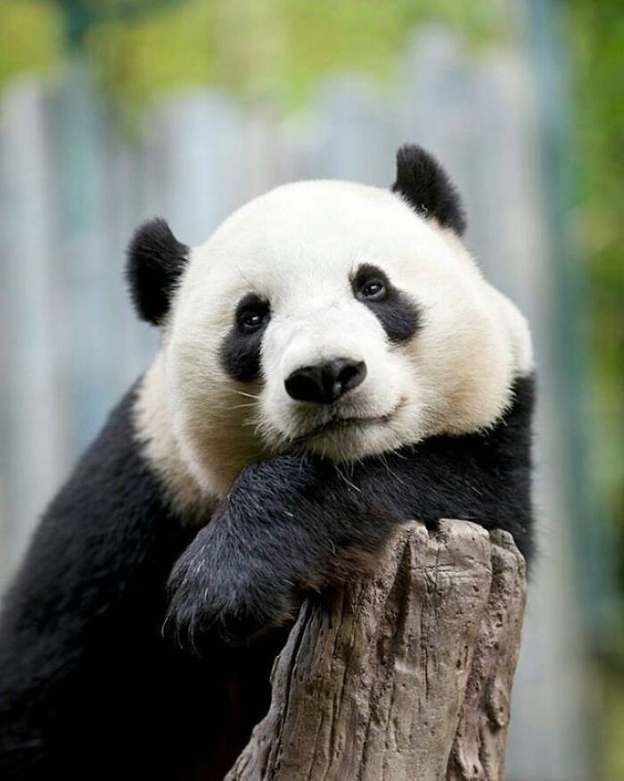Brace Yourself: 38 Animal Pics That'll Melt Your Brain (In a Good Way)