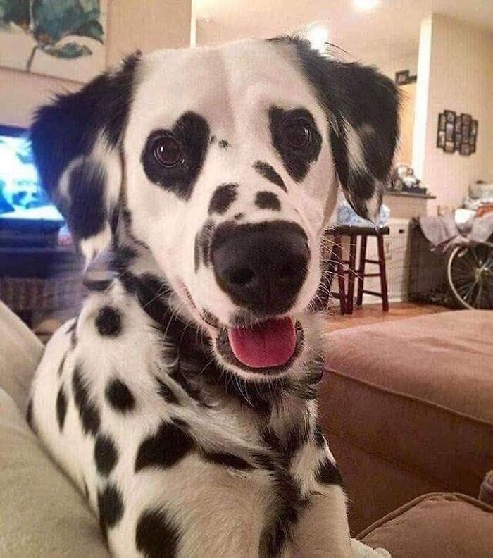 Brace Yourself: 38 Animal Pics That'll Melt Your Brain (In a Good Way)