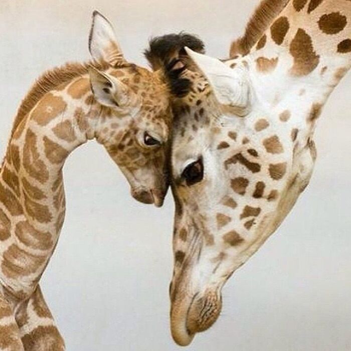 Brace Yourself: 38 Animal Pics That'll Melt Your Brain (In a Good Way)