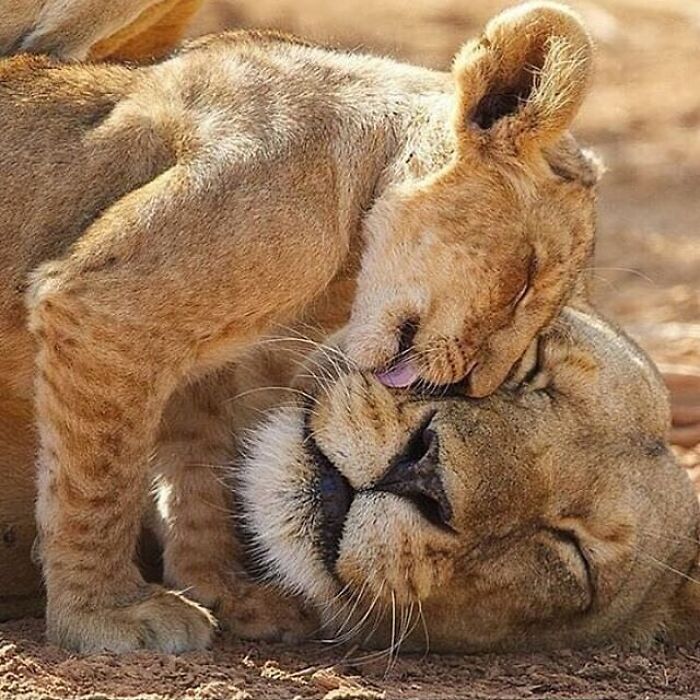 Brace Yourself: 38 Animal Pics That'll Melt Your Brain (In a Good Way)