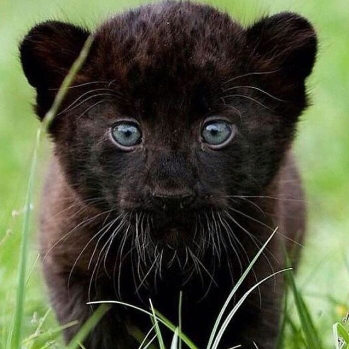 Brace Yourself: 38 Animal Pics That'll Melt Your Brain (In a Good Way)
