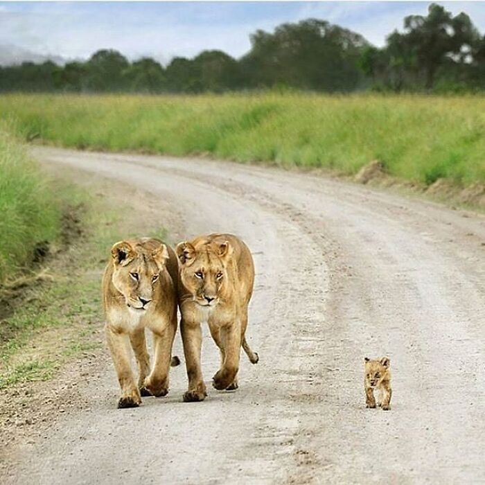 Brace Yourself: 38 Animal Pics That'll Melt Your Brain (In a Good Way)