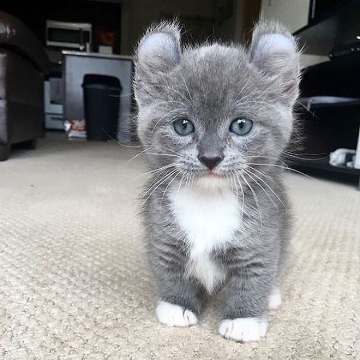 Brace Yourself: 38 Animal Pics That'll Melt Your Brain (In a Good Way)