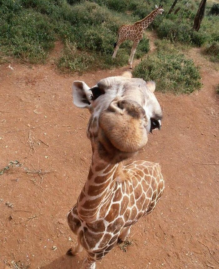 Brace Yourself: 38 Animal Pics That'll Melt Your Brain (In a Good Way)