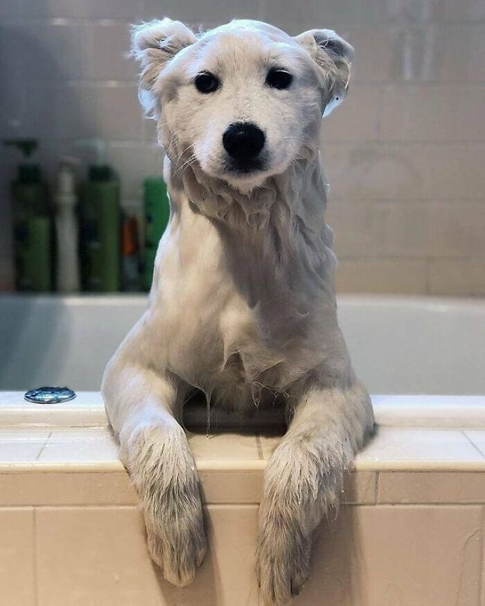 Brace Yourself: 38 Animal Pics That'll Melt Your Brain (In a Good Way)