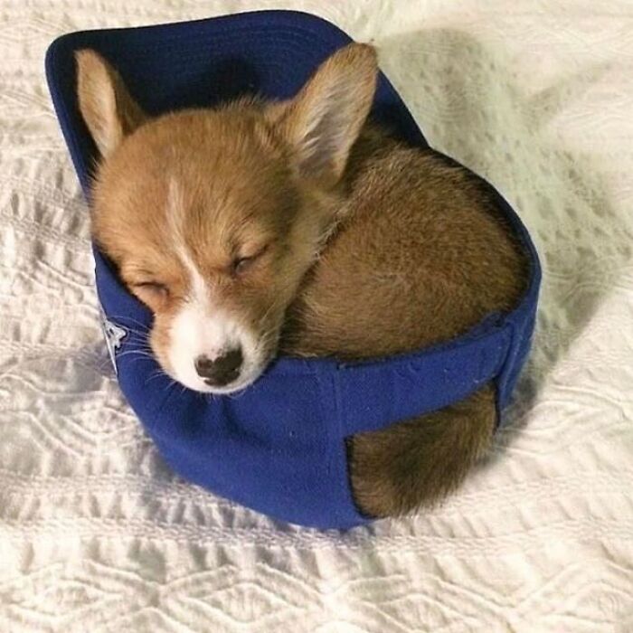 Brace Yourself: 38 Animal Pics That'll Melt Your Brain (In a Good Way)
