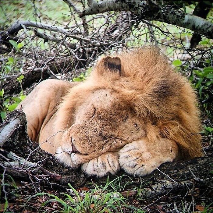 Brace Yourself: 38 Animal Pics That'll Melt Your Brain (In a Good Way)