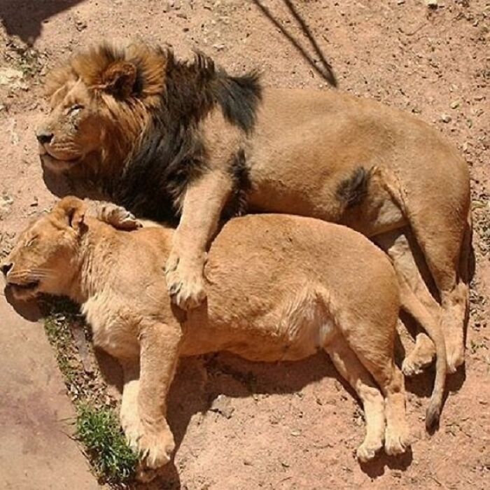 Brace Yourself: 38 Animal Pics That'll Melt Your Brain (In a Good Way)
