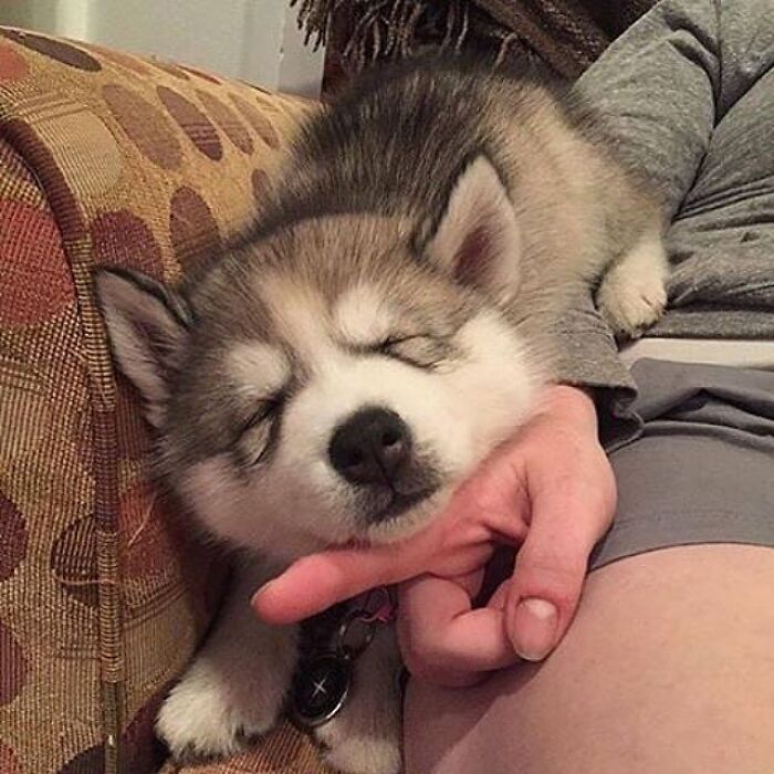 Brace Yourself: 38 Animal Pics That'll Melt Your Brain (In a Good Way)