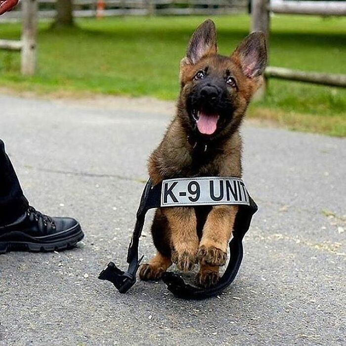 Brace Yourself: 38 Animal Pics That'll Melt Your Brain (In a Good Way)
