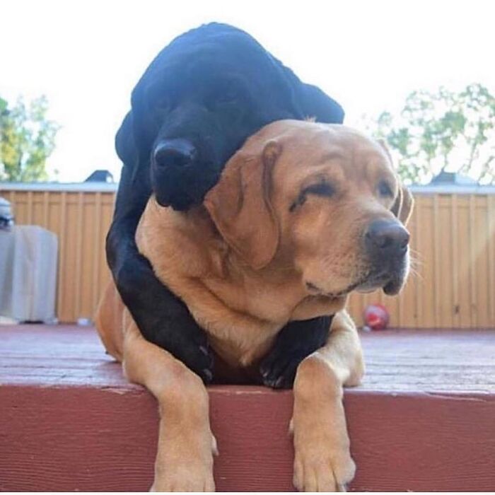 Brace Yourself: 38 Animal Pics That'll Melt Your Brain (In a Good Way)