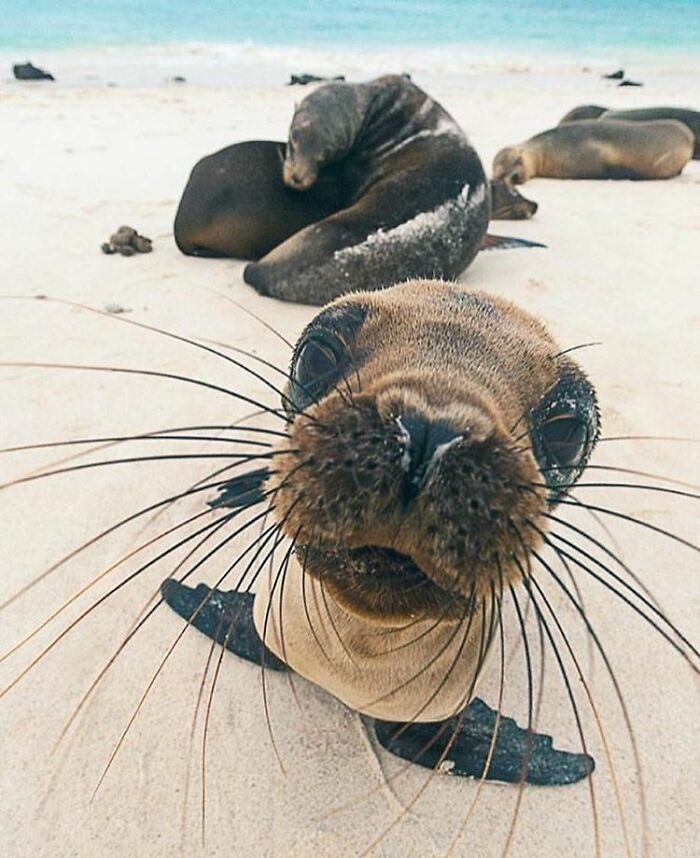 Brace Yourself: 38 Animal Pics That'll Melt Your Brain (In a Good Way)