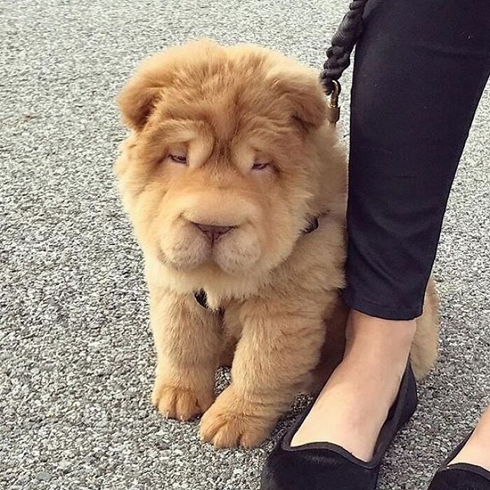 Brace Yourself: 38 Animal Pics That'll Melt Your Brain (In a Good Way)