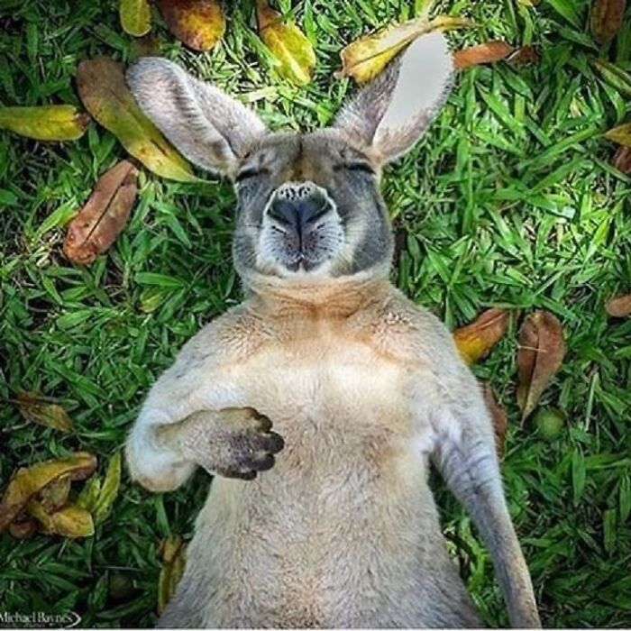 Brace Yourself: 38 Animal Pics That'll Melt Your Brain (In a Good Way)