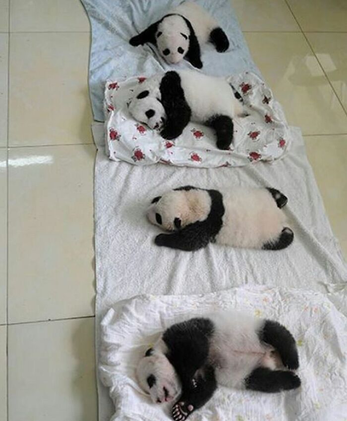 Brace Yourself: 38 Animal Pics That'll Melt Your Brain (In a Good Way)