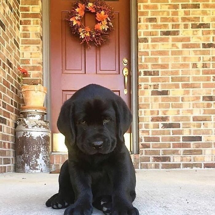 Brace Yourself: 38 Animal Pics That'll Melt Your Brain (In a Good Way)