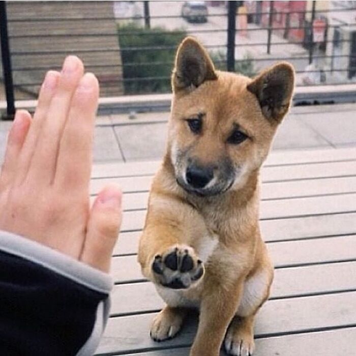 Brace Yourself: 38 Animal Pics That'll Melt Your Brain (In a Good Way)
